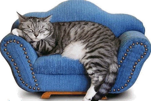 Как очистить диван от кошачьей мочи с удалением запаха: лучшие рецепты